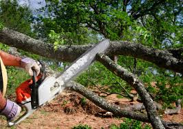 How Our Tree Care Process Works  in  Verona, KY