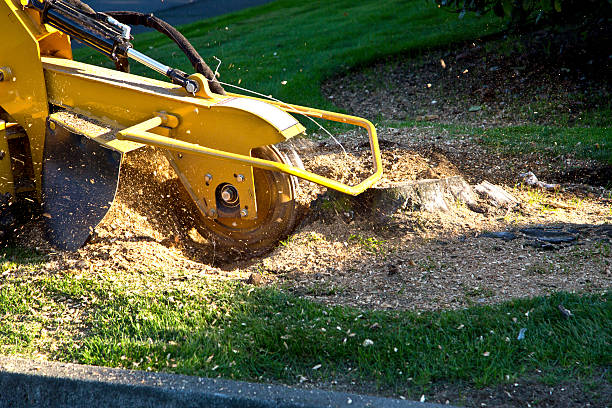 Professional Tree Removal in Verona, KY